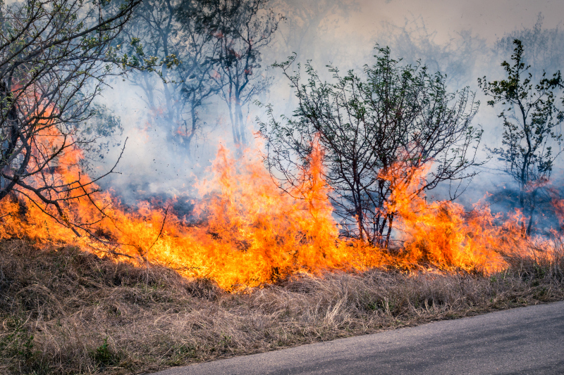 Bushfire burning at Kruger Park in South Africa - Disaster in bu