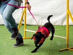 Mientras crecen los hogares unipersonales, el 67 % de las familias ya convive con mascotas: así está cambiando la forma de vivir en Colombia