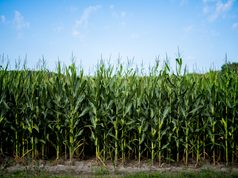 Alimentar a Colombia bajo presión de El Niño: la biotecnología gana terreno frente al clima y las plagas